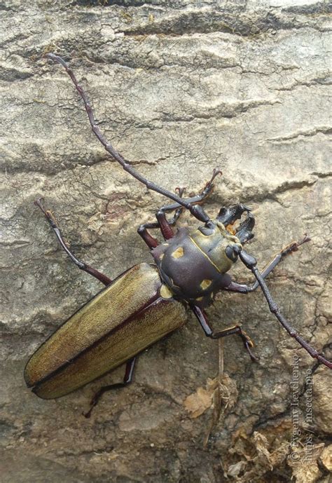 大山鋸天牛|大山锯天牛 Callipogon relictus